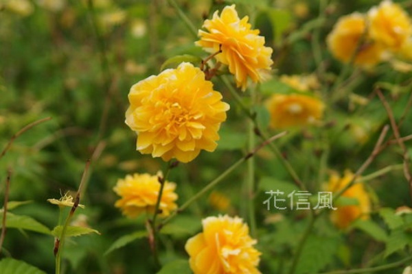 やえやまぶき 八重山吹 花信風 季節からのたより