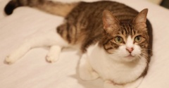 震度5弱で平常心の猫ら。