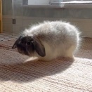 成長しても毛玉は毛玉