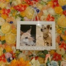 水戸市の愛犬ヒメちゃんの個別火葬【ペット火葬・霊園・水戸市】