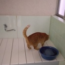 こちゃガイバー