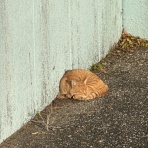 おじさんのお弁当