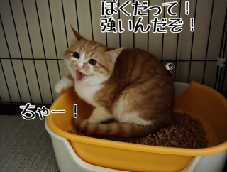 アウェーひとりぼっち作戦