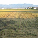 飯盛良隆のi佐賀iよ～したか