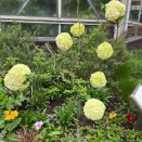 ビバーナム開花です。　南坊園一宮市