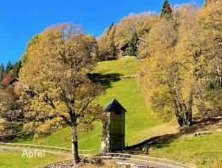 金色に輝く秋のスイス ヴェンゲン🇨🇭