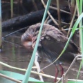 幼鳥から若鳥に成長したヒクイナを撮る🦜（多々良沼公園）