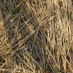 La paixの畑とパン