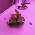 サラダプラント