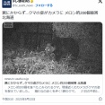 【北海道】クマのしわざか　メロン２００個、食い荒らされる
