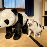 『パンダ再び』の画像