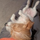 夜型犬