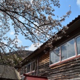 『【前浜】桜の便り』の画像