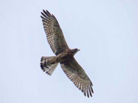 8月の野鳥予報