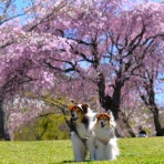 メロディ＆ミニーの写真館