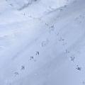 「矢印みたいな足跡」です