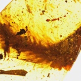 恐竜の尻尾が琥珀の中に閉じ込められた状態で発見！体色など解明へ