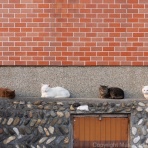 猫写真家・沖 昌之のブログ　野良ねこちゃんねる。　