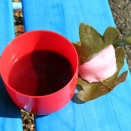 梅見つつ梅かしわ餅をいただきぬ