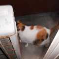 猫に小判を与えたら。 埋蔵金:千八百六拾壱両 お前えぇ~加減にしぃ~やぁ~。