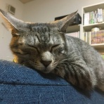 にゃんこ速報～修羅場・キチママ・生活まとめ～
