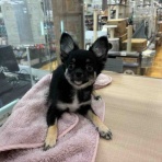 静岡県沼津市 ペットショップワンラブ カインズ沼津店のスタッフブログ