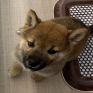 きょうのわんこ