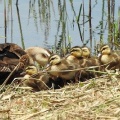 2026年7月9日の野鳥公園