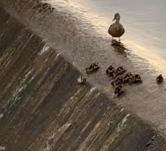 カモのヒナ鳥たちが…ダムをウォータースライダーにして遊んでいた（動画）