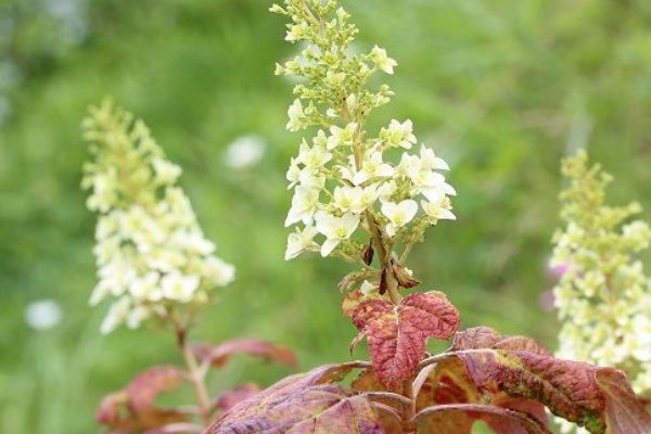 植物のある暮らし 白い花