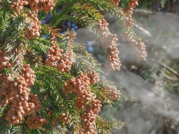 まもなく花粉飛散シーズン突入！飛散量は例年よりやや多め！？2026年春の花粉飛散予測が発表！