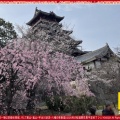 京都伏見城の桜満開前のお花見(3)／花前カレン