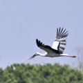 コウノトリ