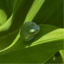 🐸✖️10。小粒アマガエルとトノサマガエル（2026/07/14）