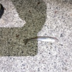 ナベさんの投げ釣り