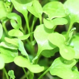 『徒然に光マイクロバブル（225）2025年を振り返って（1）』の画像