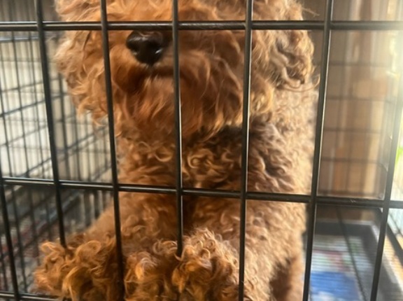 視界ゼロのプードル君😱💦　イケメンに‼️