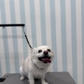 チワワのマロくん🍏