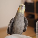 2025年のニュークスィー