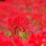 『2025.10 児島湖花回廊「秋季見学会①」岡山市南区築港栄町』の画像