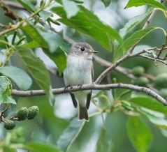 2026年9月12日の野鳥公園