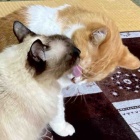 【猫日記】猫同士の毛繕いの注意