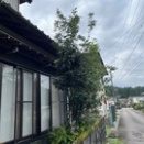 Yさん宅の庭の樫の木を剪定！