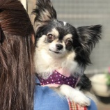 『【犬】リラちゃん 家族が決まりました』の画像