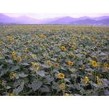 �ز椬Į����ʪ���٤β���