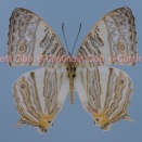 マルバネイシガケチョウ♂ Cyrestis cocles earli f. earli