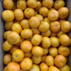 志津駅前　八百屋さん