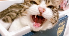 収納される猫。