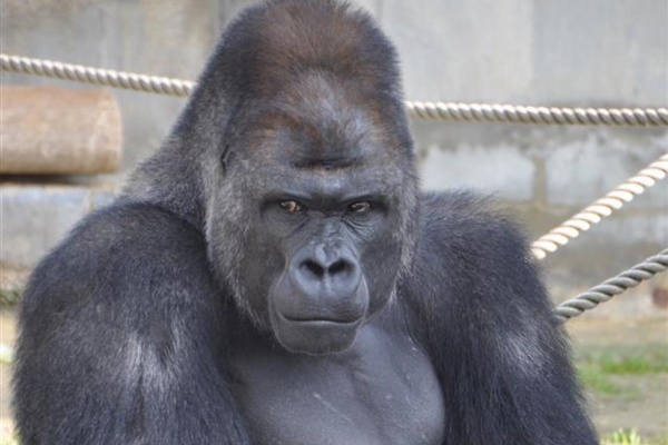 ゴリラ 人類より遥かに強いです 人類とほぼ同等の知能があります 人間に負けた理由 なんなん アニメ漫画ゲームまとめ