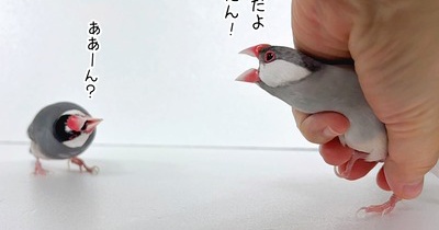 とうもろこし食べた